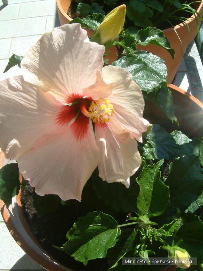 Наш цветочек для цветочка. Часть первая подготовительная