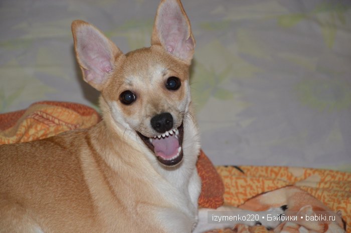 У меня живет щенок — Домашние коллекции кукол: фото собраний