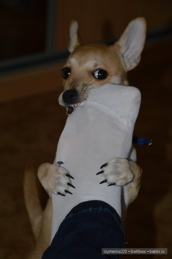 У меня живет щенок — Домашние коллекции кукол: фото собраний (фото 2)