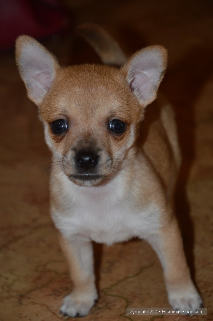 У меня живет щенок — Домашние коллекции кукол: фото собраний