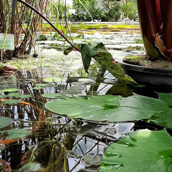 Вместо букета 🌹🌻🌷
