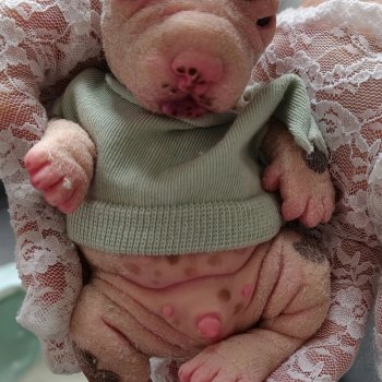 Миленький щеночек 🐶🐶🐶