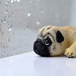 Пасмурный мопсик. Игрушка валянием своими руками