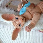 Монстрокот. Игрушка валянием из шерсти своими руками