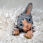 Сфинксенок. Игрушка валянием из шерсти своими руками