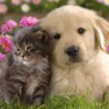 Как же переправить любимого питомца на дальнее расстояние ?