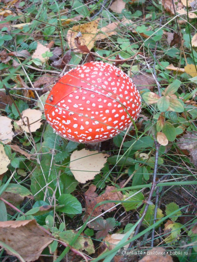 Осенняя пора — Куклы Fairyland (ФэйриЛэнд): BJD (БЖД)