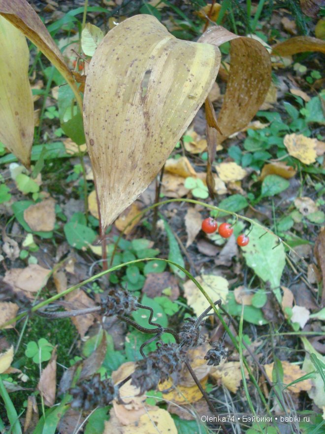 Осенняя пора — Куклы Fairyland (ФэйриЛэнд): BJD (БЖД)