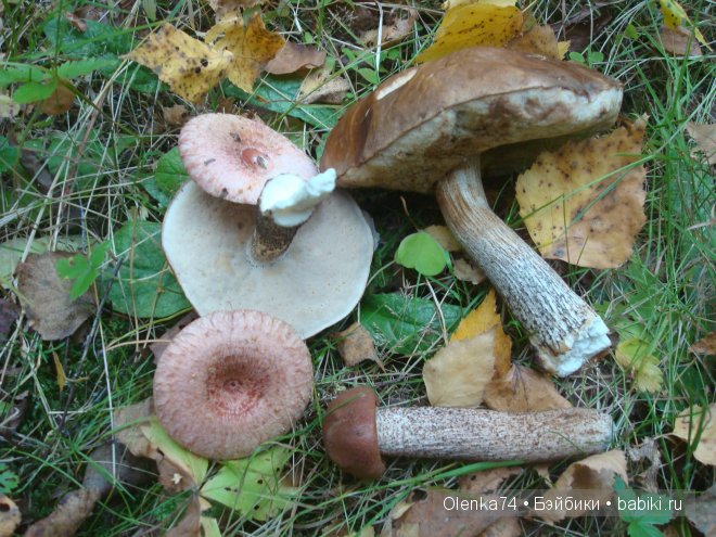 Осенняя пора — Куклы Fairyland (ФэйриЛэнд): BJD (БЖД)