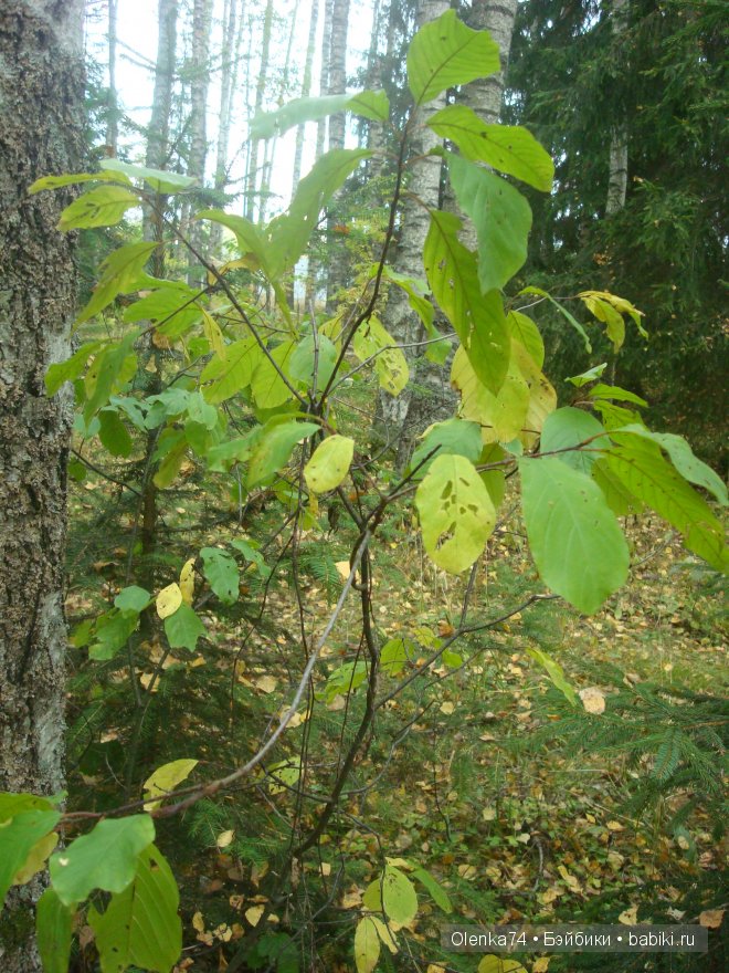 Осенняя пора — Куклы Fairyland (ФэйриЛэнд): BJD (БЖД)