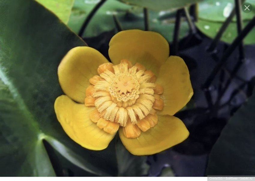 Мудрость сказки « Принц- лягушонок». Мой новый изумрудный бонет