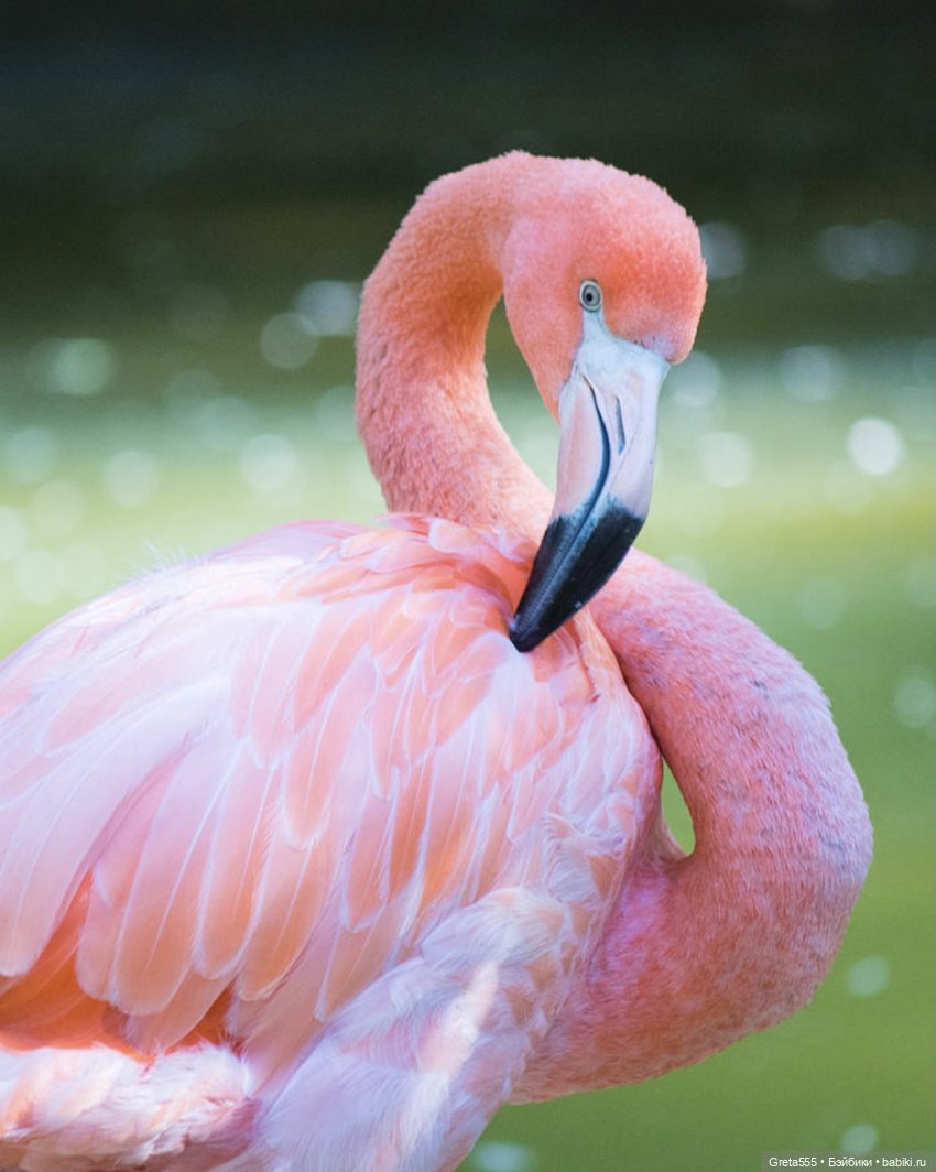 Фламинго. Фламинго птица. Розовый Фламинго. Розовый Фламинго птица. Фламинго самка.
