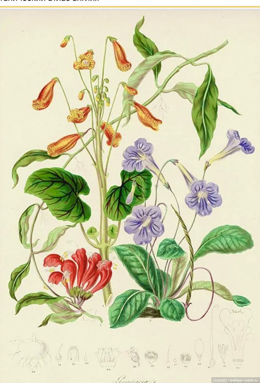 « Ягодки - цветочки «… Или - самый быстрый и простой способ улучшить себе настроение « (фото 10)