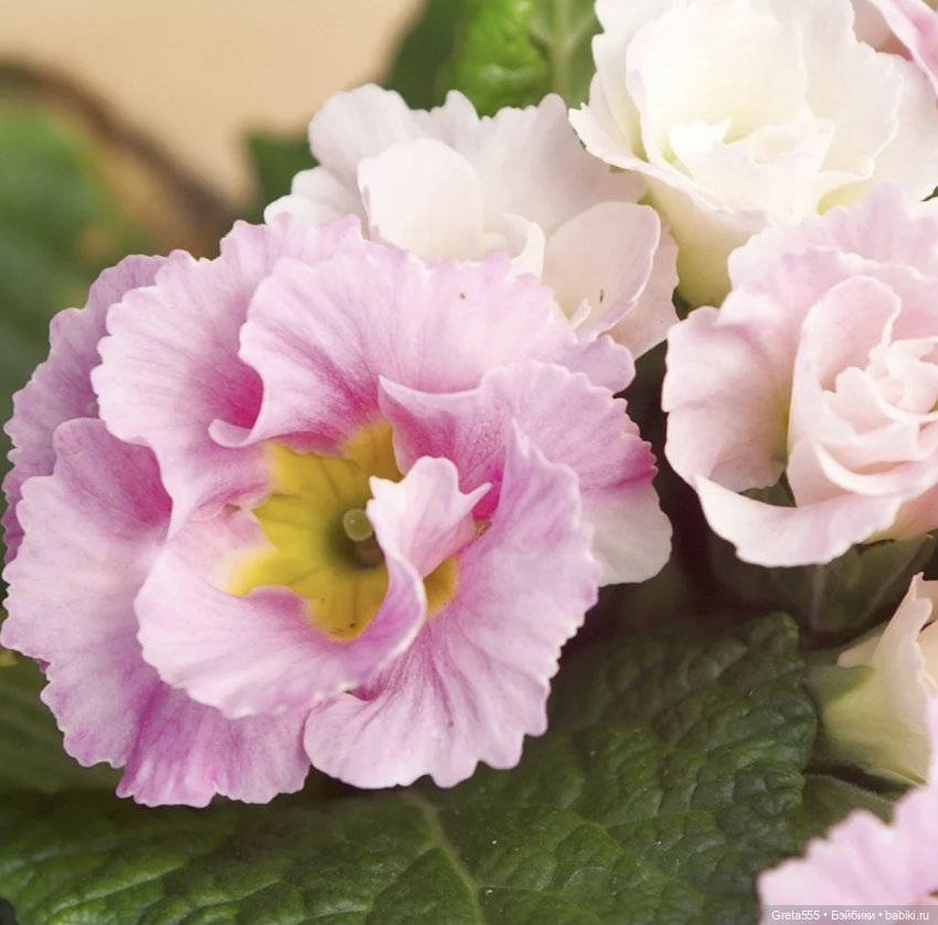 Моя новая работа - Бонет « Розовая примула , танцующая в облаках « (фото 3)