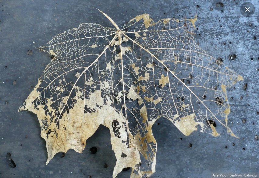 Моя новая работа - Бонет « Розовая примула , танцующая в облаках «