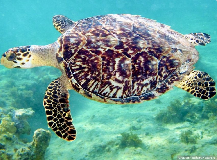 « Пейнета - черепаховый гребень « - мой первый бонет в этом году (фото 2)