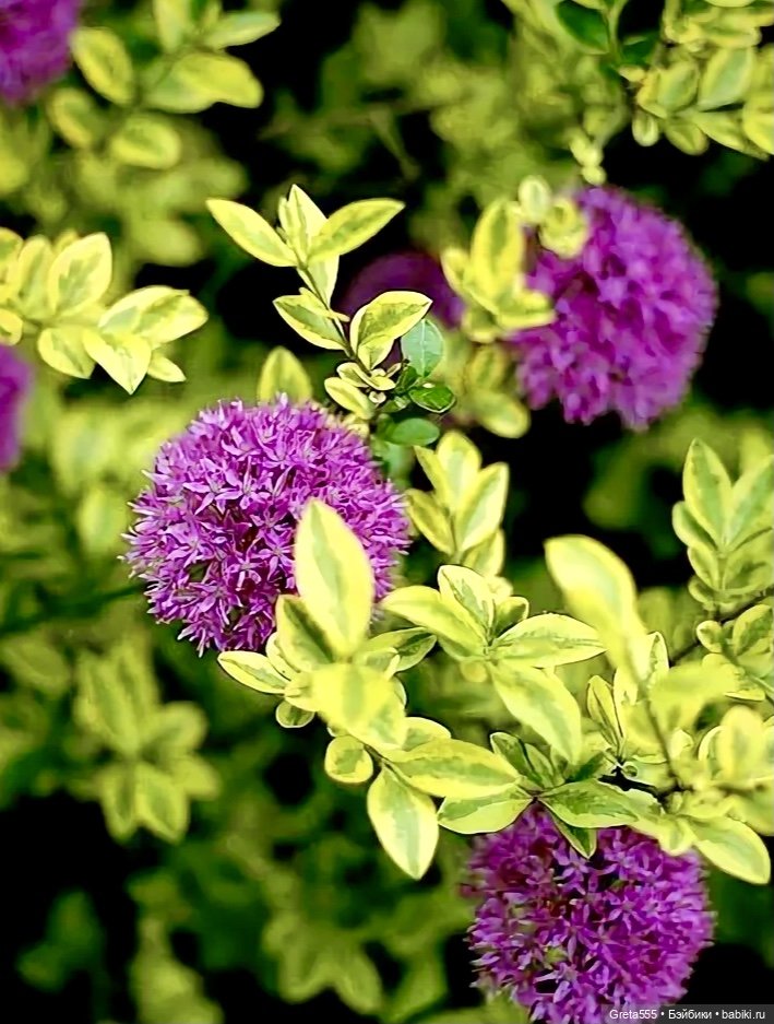 В преддверии весны : мой новый бонет в волшебном , обновляющем цвете « Шартрез «