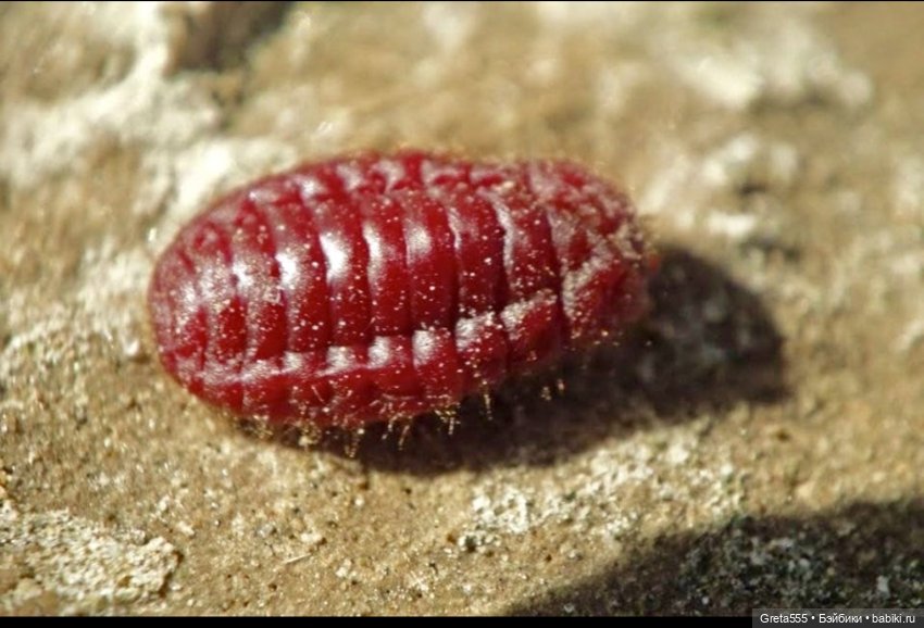 Бонет « Карминная Роза 🌹 « - всепобеждающая сила женственности (фото 6)