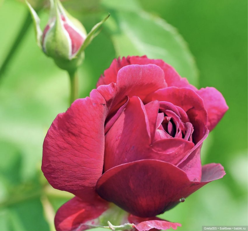 Бонет « Карминная Роза 🌹 « - всепобеждающая сила женственности (фото 2)