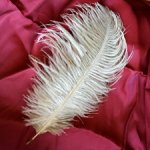 Шикарное перо страуса премиального качества , бежевое , для кукольного декора