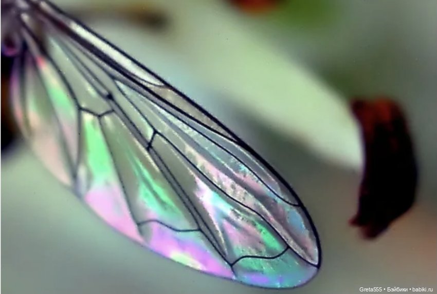 Красный прекрасный хамелеон - мой новый бонет (фото 10)