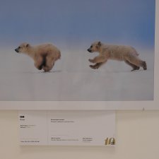 Любителям фотографий: Фестиваль дикой природы «Золотая черепаха».