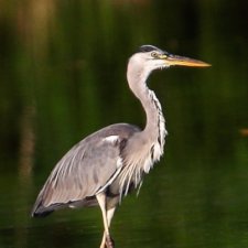 Любителям птиц. Серая цапля Словении