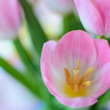 Поздравление от кукол к празднику 8 Марта!!!