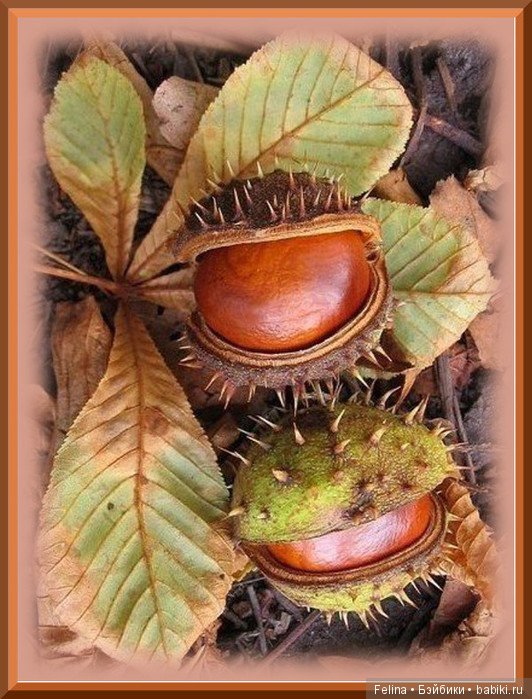 Разноцветная роспись Сентября. Kidz'n'Cats (фото 7)