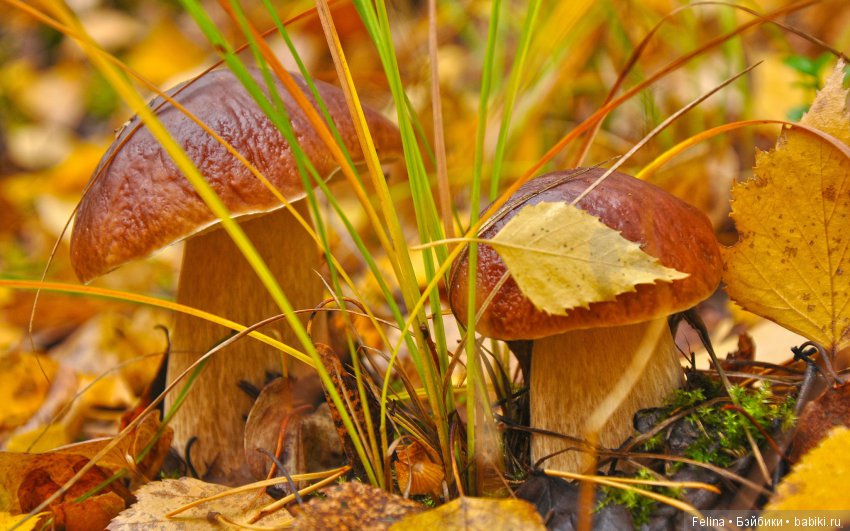 Разноцветная роспись Сентября. Kidz'n'Cats (фото 2)