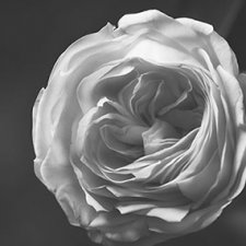 Аналогия танца балерины с нежной хрупкостью цветка