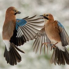 Сойки во дворе
