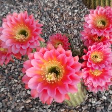 Суккуленты. Красота, да и только