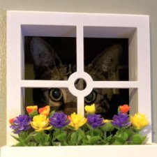 Кошкин дом в доме человека