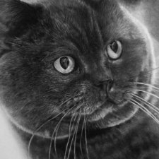 Милые мордахи в карандаше