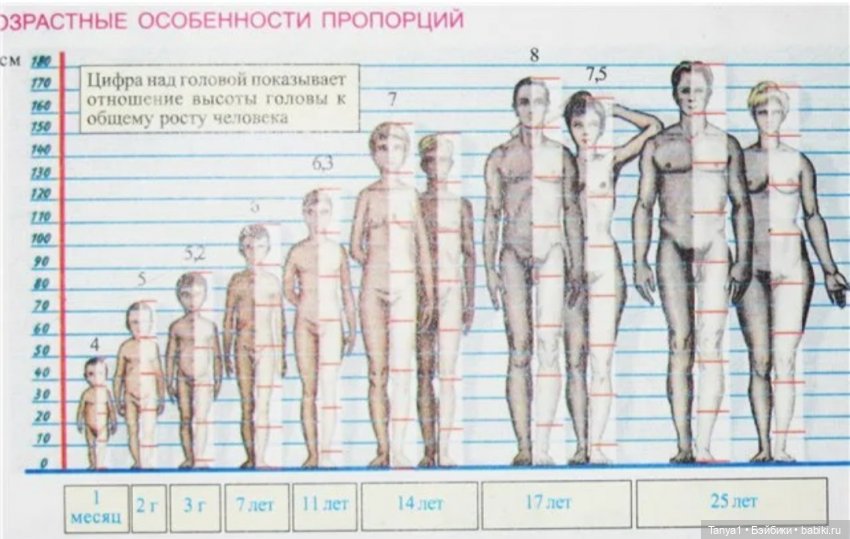 Пропорции человека в головах по возрасту таблица. Пропорции тела человека возрастные. Изменение пропорций человека с возрастом. Изменение пропорций тела с возрастом. Возрастные изменения роста