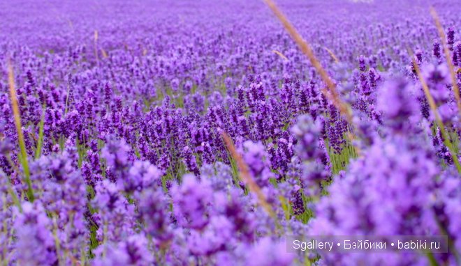 Идея родом из Прованса. La boutique de fleur. Кукольная миниатюра в масштабе 1:12 (фото 8)
