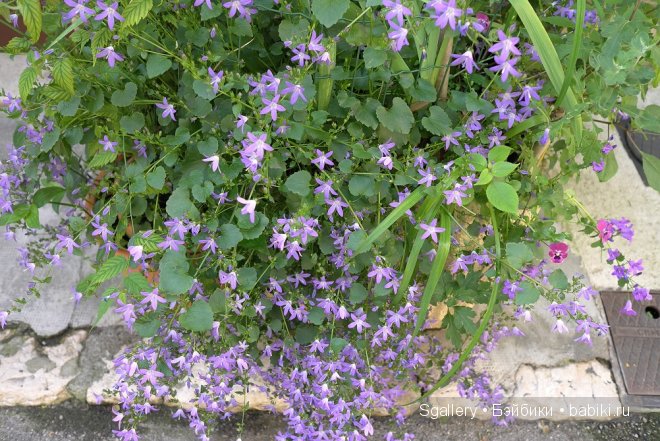 La boutique de fleur. Кукольная миниатюра в масштабе 1:12