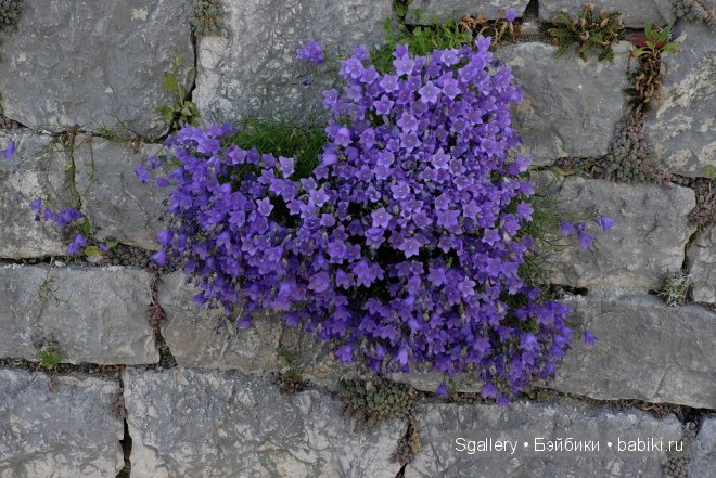 La boutique de fleur. Кукольная миниатюра в масштабе 1:12