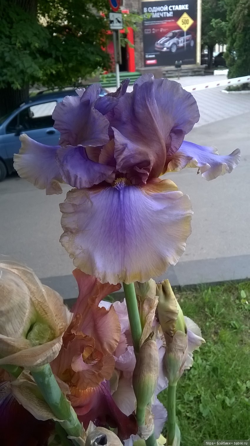 Мои любимые отдушины. Ирисы (фото 8)