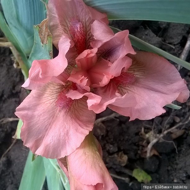 вот так он у нас цветёт..Цвет не передаваемый просто..