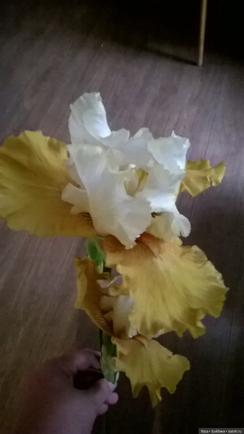 Мои любимые отдушины. Ирисы