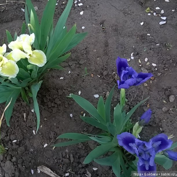 Мои любимые отдушины. Ирисы