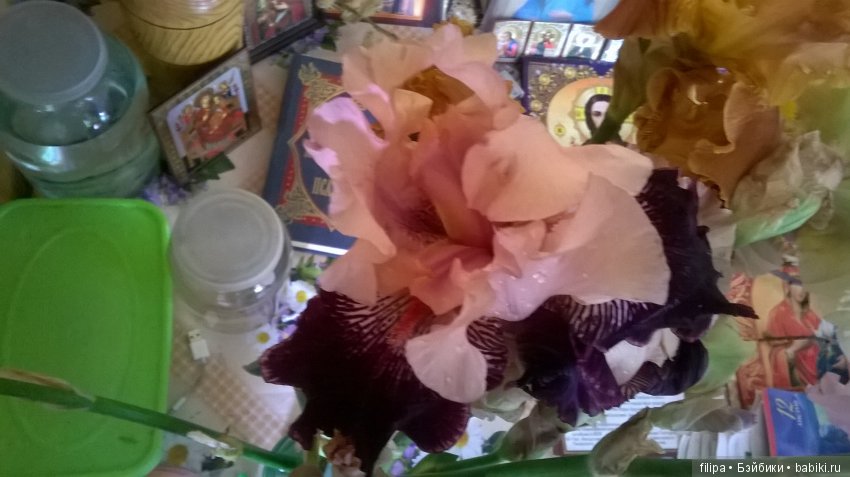 Мои любимые отдушины. Ирисы (фото 9)