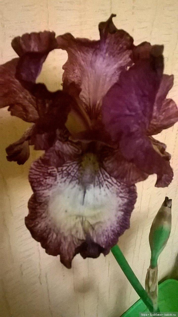 Мои любимые отдушины. Ирисы