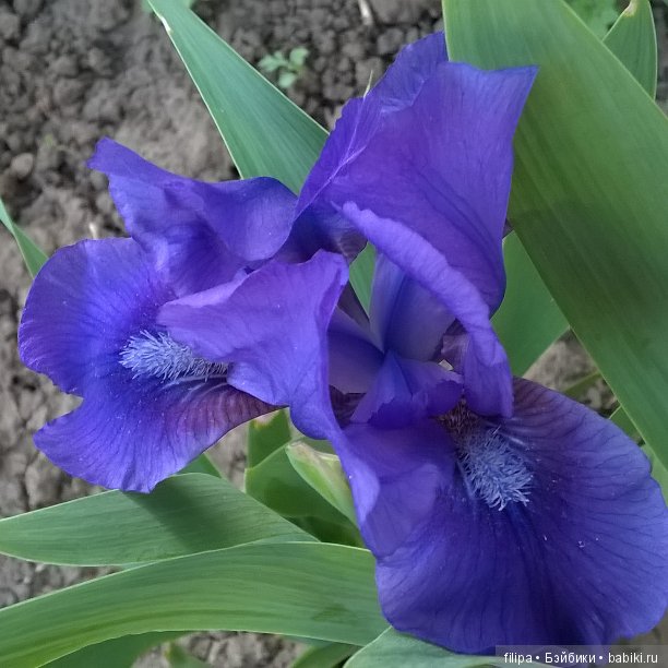 Мои любимые отдушины. Ирисы