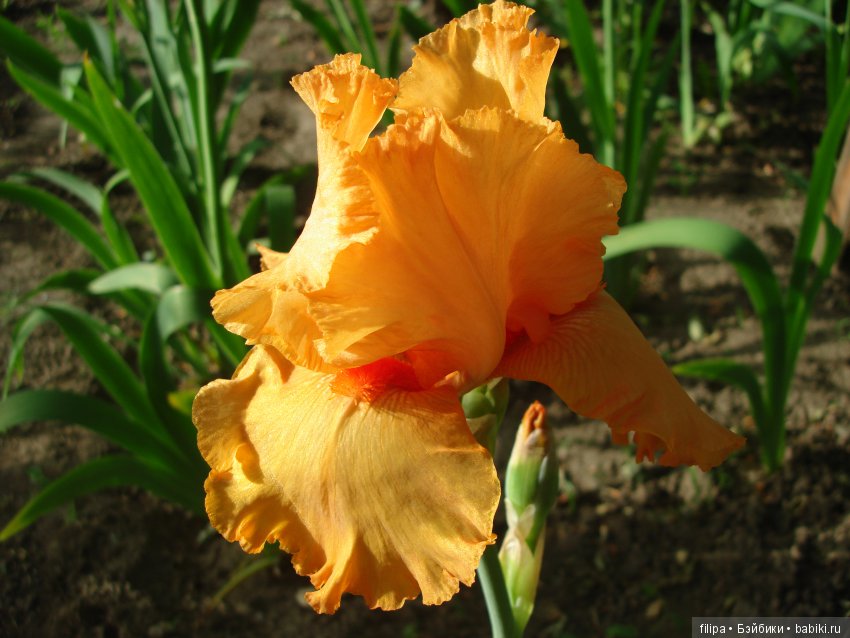 Мои любимые отдушины. Ирисы