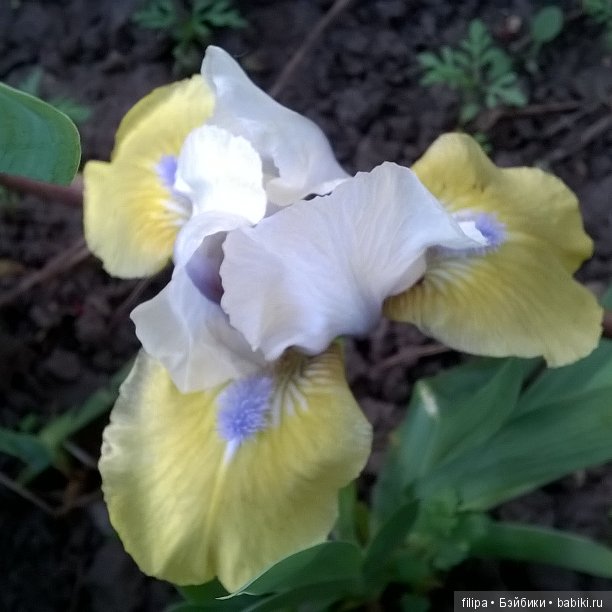 Мои любимые отдушины. Ирисы