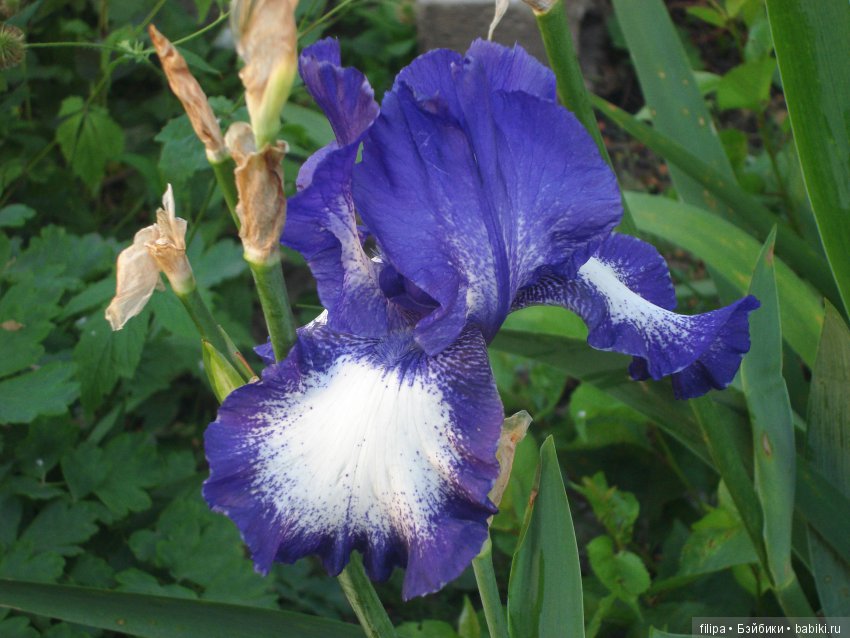 Мои любимые отдушины. Ирисы