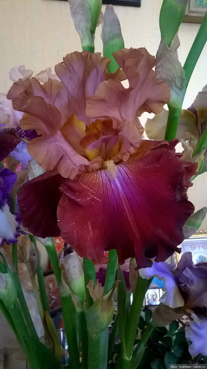 Мои любимые отдушины. Ирисы (фото 5)